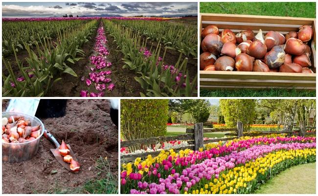 หัวดอกไม้