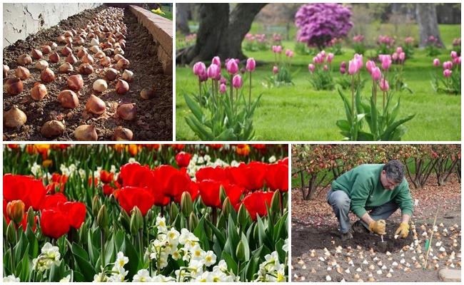 การปลูกดอกไม้