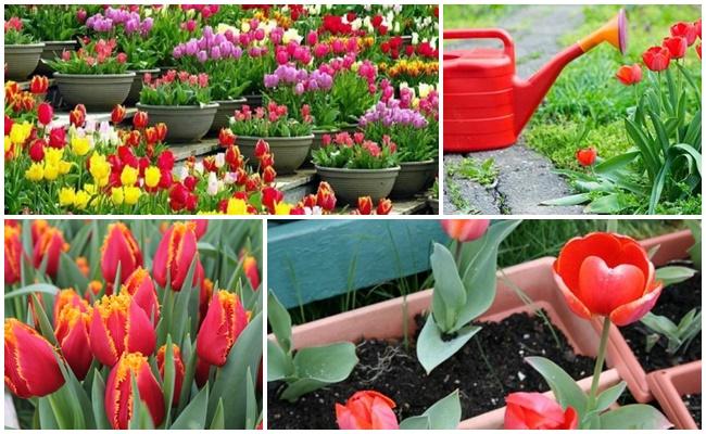 ดอกไม้มากมาย