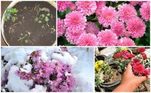 วิธีเตรียมเบญจมาศสำหรับฤดูหนาวอย่างถูกต้องและวิธีการเก็บรักษาตามภูมิภาค