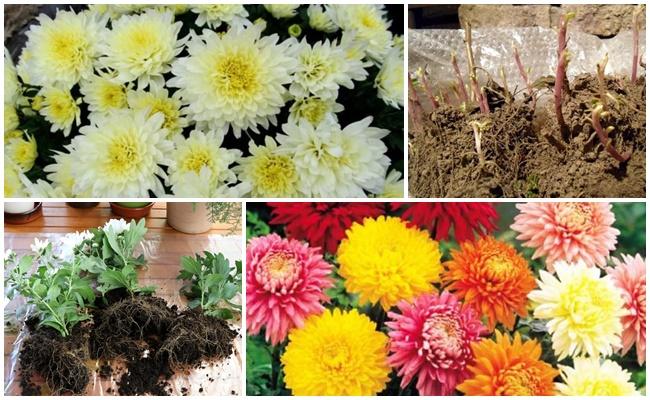 มีดอกไม้บนระเบียง