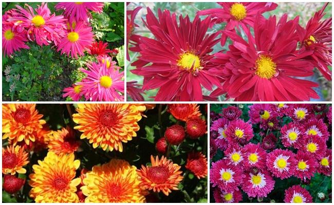 ดอกไม้ที่สวยงาม