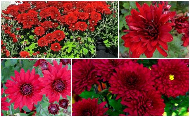 มอสโกสีแดง