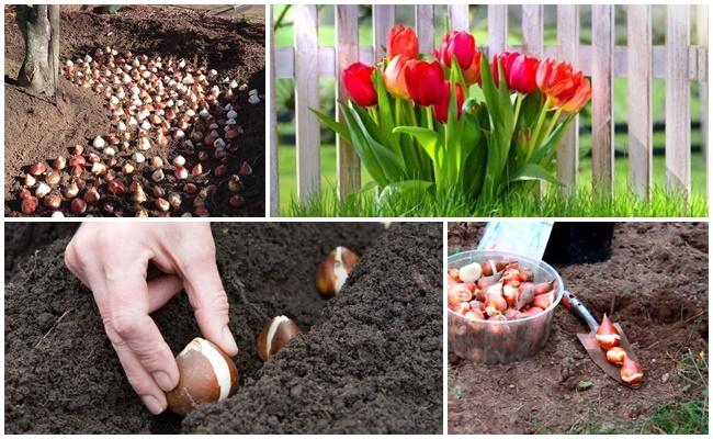 planter des tulipes