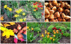 ควรปลูกทิวลิปในเทือกเขาอูราลเมื่อไรและอย่างไรในฤดูใบไม้ร่วงและดูแลกลางแจ้ง