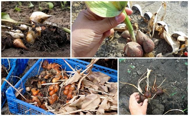 déterrer des fleurs