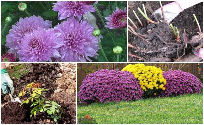 การย้ายดอกไม้