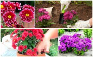 เวลาและกฎที่ดีที่สุดในการย้ายเบญจมาศไปยังสถานที่อื่นในฤดูใบไม้ร่วง การดูแล