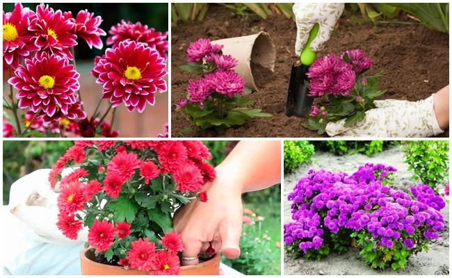 การย้ายดอกไม้