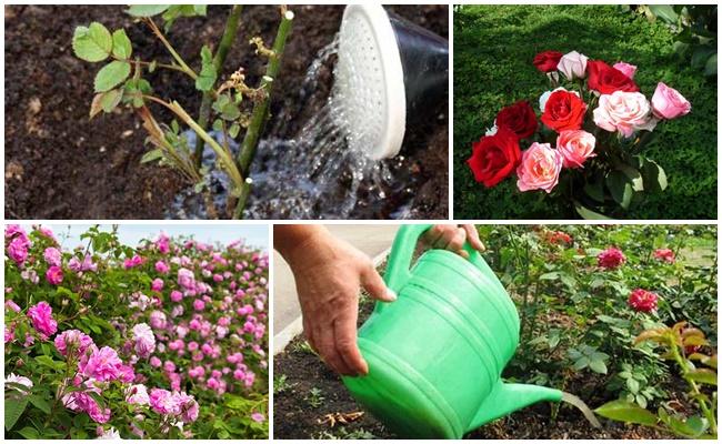 การรดน้ำกุหลาบ