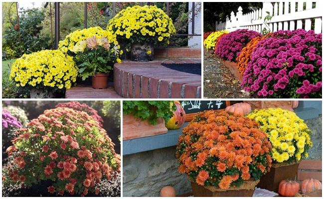 เบญจมาศมัลติฟลอรา