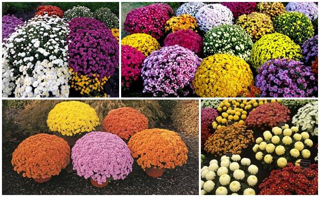 เบญจมาศมัลติฟลอรา