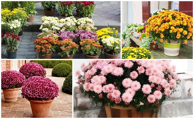 เบญจมาศมัลติฟลอรา