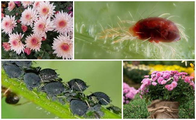 ไรเดอร์