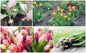 เวลาและกฎเกณฑ์ในการปลูกทิวลิปใหม่ในฤดูใบไม้ร่วง การดูแลเพิ่มเติม