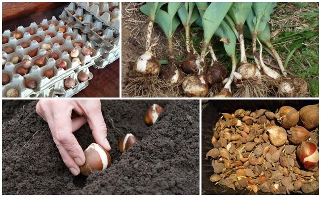 หัวทิวลิป