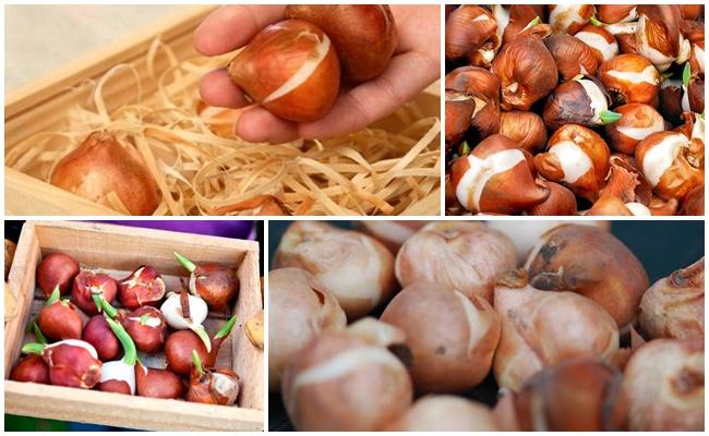 หัวทิวลิป