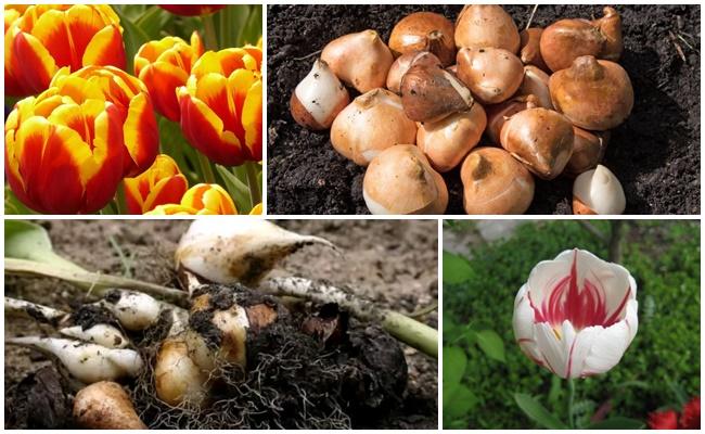 หัวทิวลิป