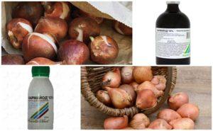 10 วิธีและกฎเกณฑ์เบื้องต้นในการดูแลทิวลิปในฤดูใบไม้ร่วงก่อนปลูก