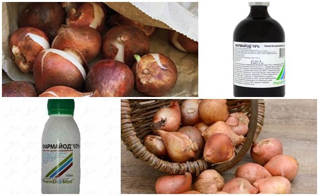 การดูแลทิวลิปก่อนปลูกในฤดูใบไม้ร่วง