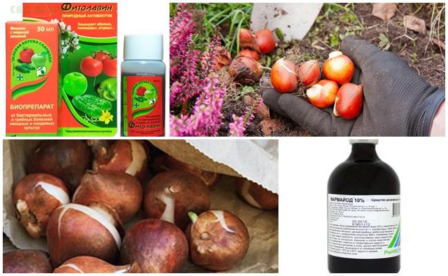 การดูแลทิวลิปก่อนปลูกในฤดูใบไม้ร่วง