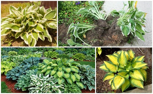 การปลูกถ่ายโฮสตา