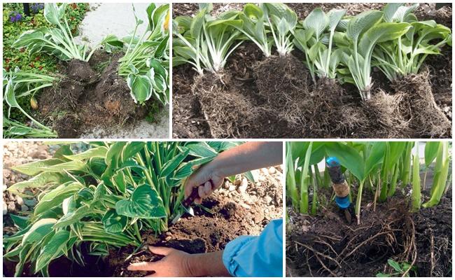 การย้ายโฮสต้าไปยังสถานที่อื่นในฤดูใบไม้ร่วง