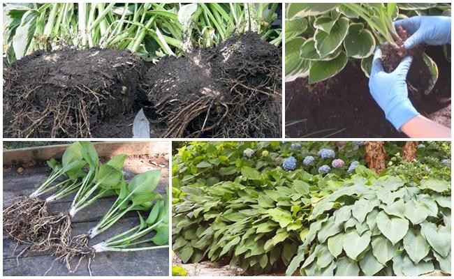 การย้ายโฮสต้าไปยังสถานที่อื่นในฤดูใบไม้ร่วง