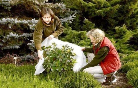 โดยการปักชำราก