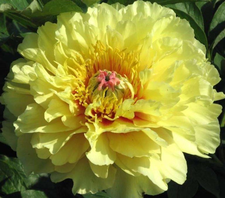 สมบัติสวน