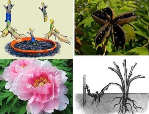 การขยายพันธุ์ดอกโบตั๋น