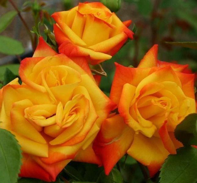 กุหลาบฟลอริบันดาแซมบ้า