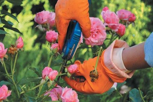 การตัดแต่งดอกไม้