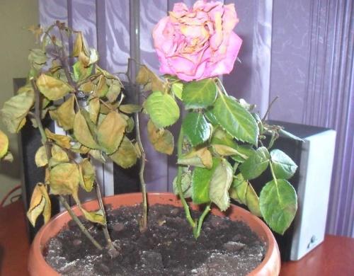 การแห้งเหี่ยวของดอกกุหลาบ