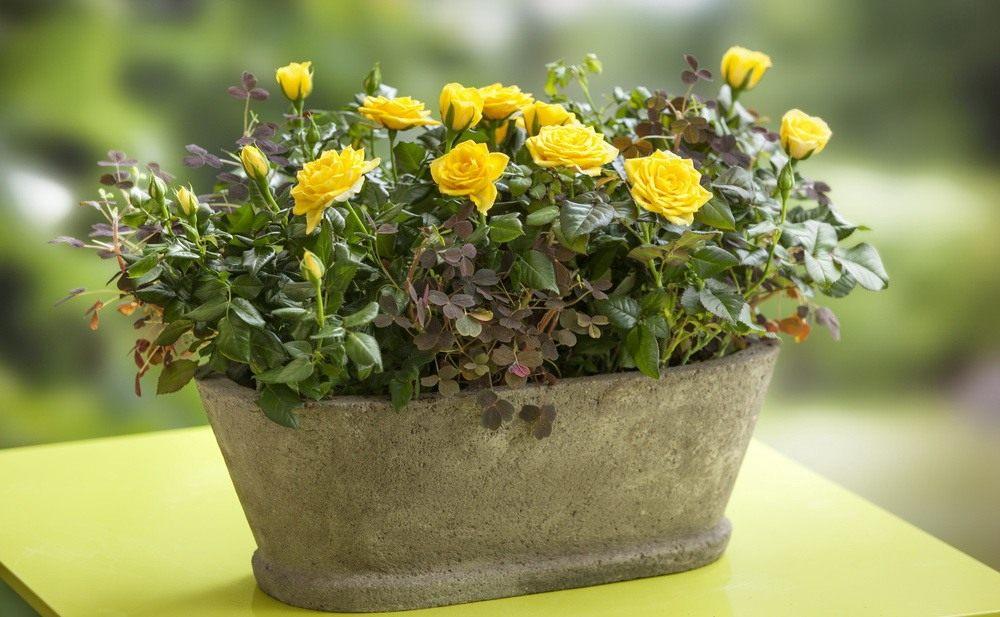 ดอกกุหลาบที่สวยงาม