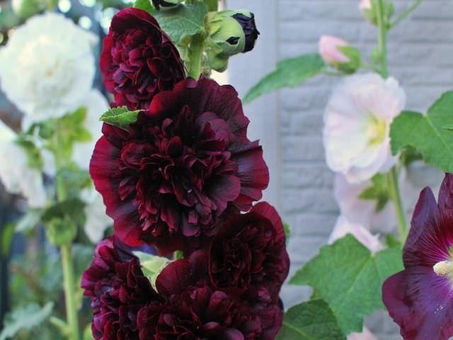 กุหลาบไวโอเล็ต