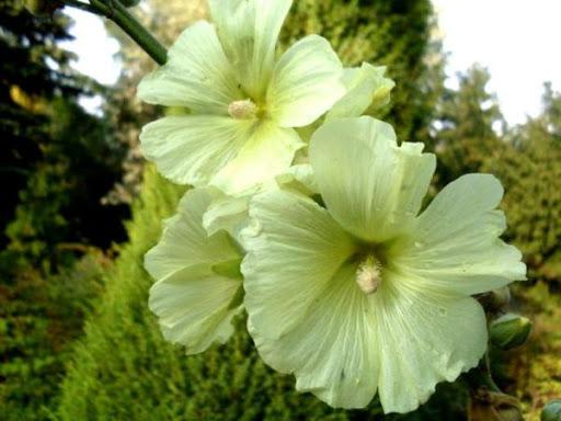 ฮอลลี่ฮ็อคกุหลาบย่น