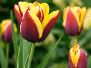 คำอธิบายพันธุ์ทิวลิปที่สวยงามที่สุด 20 อันดับแรกและประเภท การปลูกและการดูแลรักษา