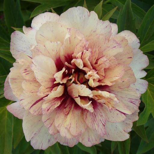 ดอกโบตั๋นจูบิลี