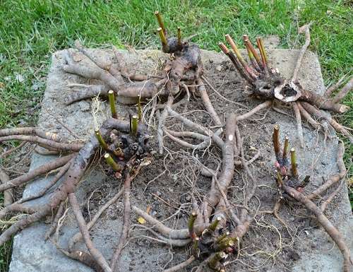 โดยการปักชำราก