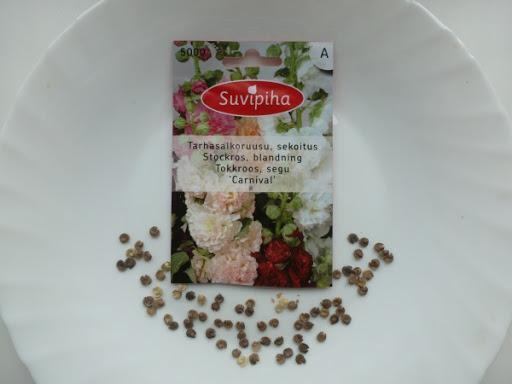 เมล็ดกุหลาบ