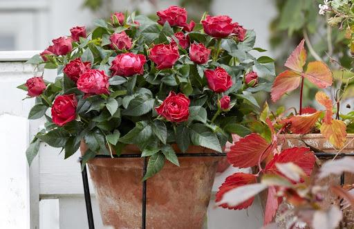 กุหลาบเบงกอล