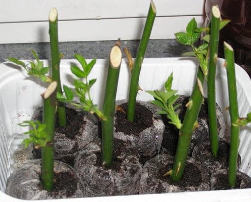 การขยายพันธุ์กุหลาบ