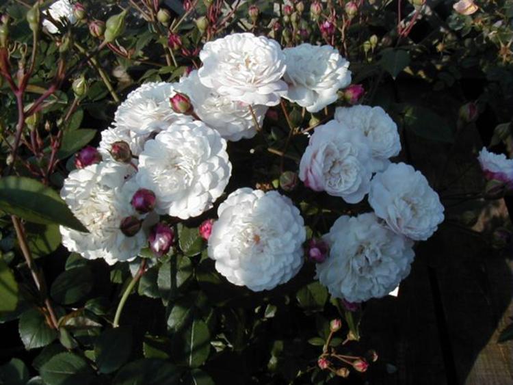 7 พันธุ์กุหลาบพุ่มยอดนิยม การปลูกและการดูแลในพื้นที่โล่งสำหรับมือใหม่