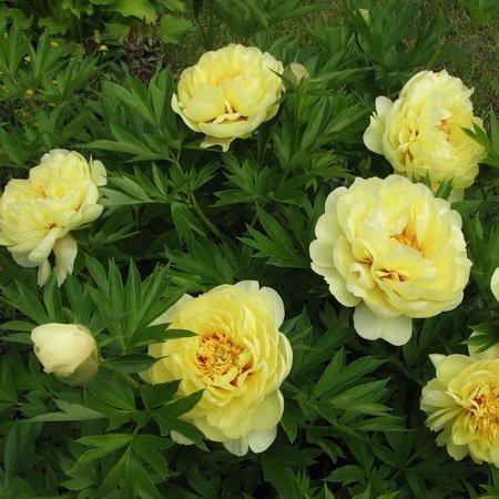 มงกุฎสีเหลือง