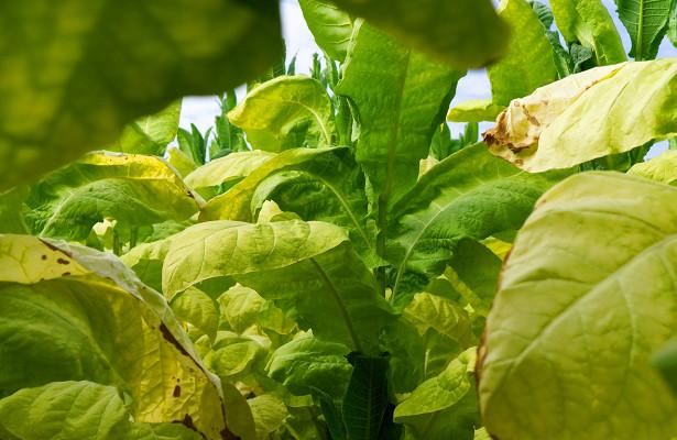 น้ำมันเรพซีดและสบู่