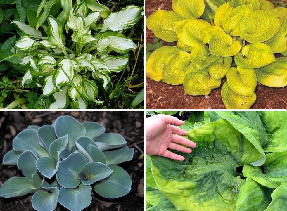 การปลูกและดูแลโฮสต้าในพื้นที่โล่ง ปลูกที่บ้าน