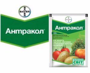 Mode d'emploi et composition du fongicide Antracol, taux de consommation