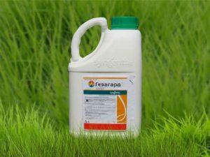 คำแนะนำในการใช้และอัตราการใช้งานของสารกำจัดวัชพืช Gezagard ชนิดอะนาล็อก