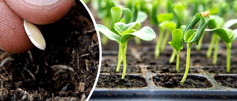 Jours favorables et défavorables pour planter des concombres en juin 2025